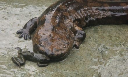 Hewan Amfibi Salamander Yang Sangat Unik