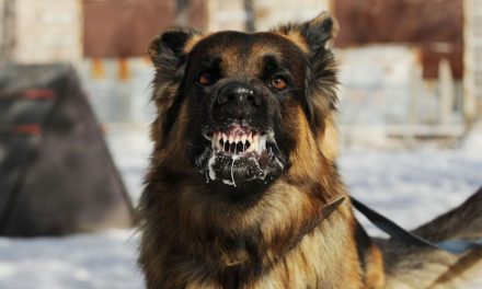 Penyakit Infeksi Rabies Pada Seseorang