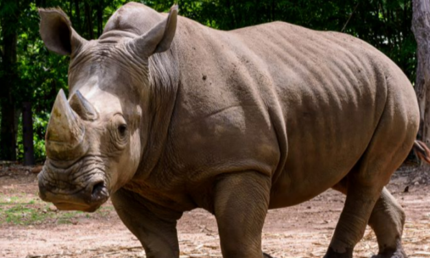 Mamalia Besar Badak Yang Sudah Langka