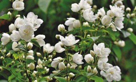 Jasminum Atau Melati Merupakan Bunga Yang Terkenal