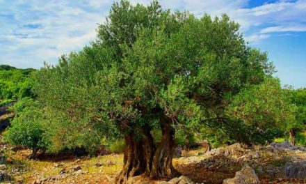 Pohon Zaitun Salah Pohon Tertua Dan Banyak Manfaat Luar Biasa