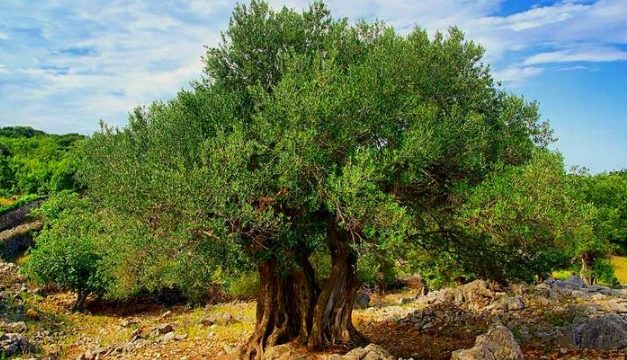 Pohon Zaitun Salah Pohon Tertua Dan Banyak Manfaat Luar Biasa