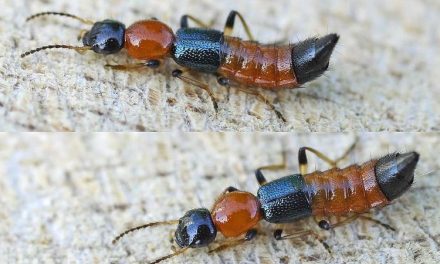 Semut Tomcat Serangga Kecil Dengan Racun Berbahaya