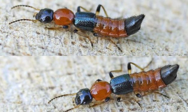 Semut Tomcat Serangga Kecil Dengan Racun Berbahaya