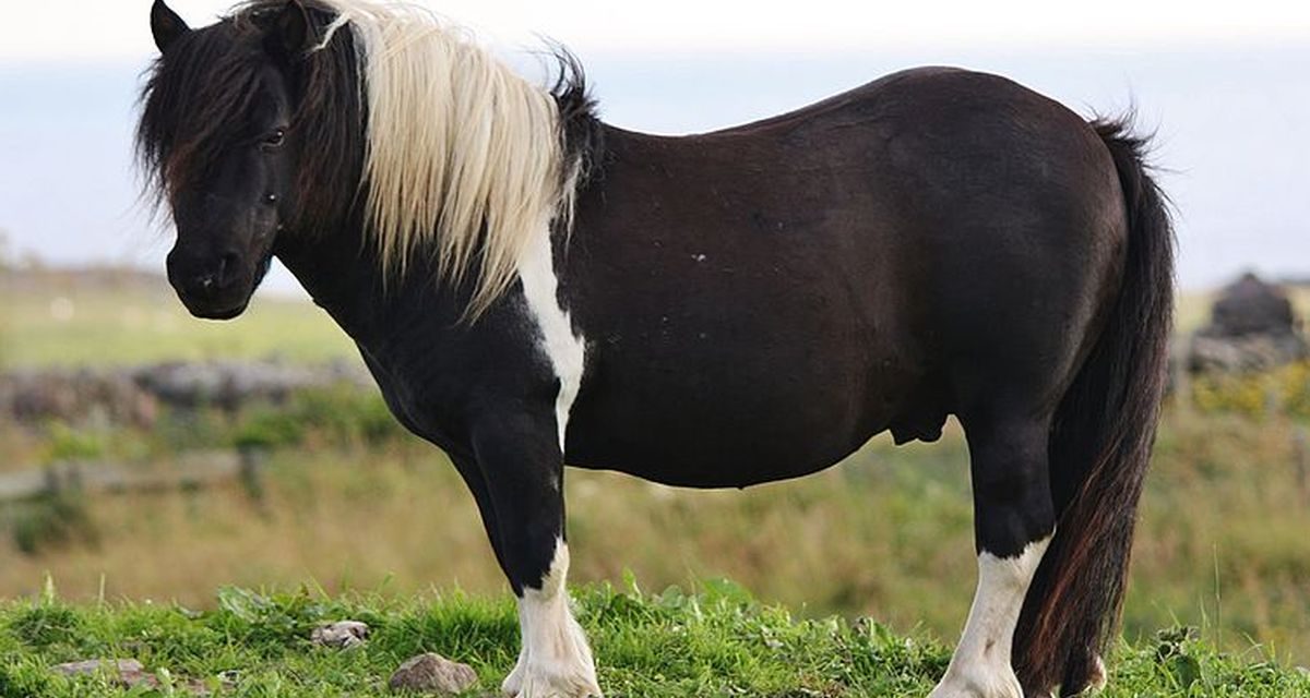Hewan Kuda Poni Memiliki Kecerdasan Dan Ciri Khas Unik