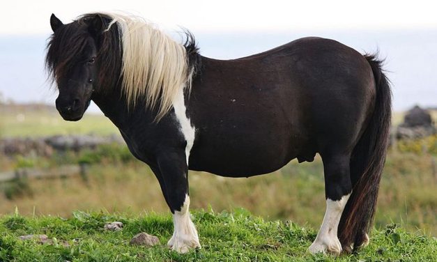 Hewan Kuda Poni Memiliki Kecerdasan Dan Ciri Khas Unik