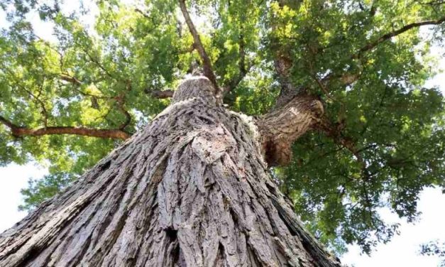 Pohon Mahoni Si Raja Kayu Yang Sangat Bernilai Tinggi