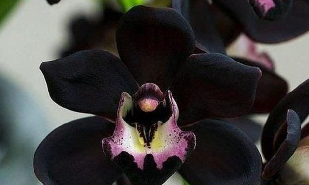 Anggrek Hitam Permata Langka Dari Hutan Tropis