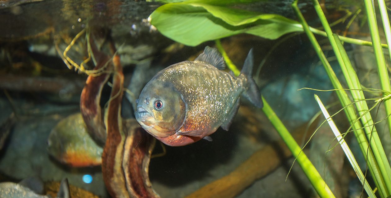 Ikan Piranha Predator Kecil Dan Ganas Penghuni Amazon