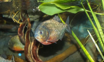 Ikan Piranha Predator Kecil Dan Ganas Penghuni Amazon