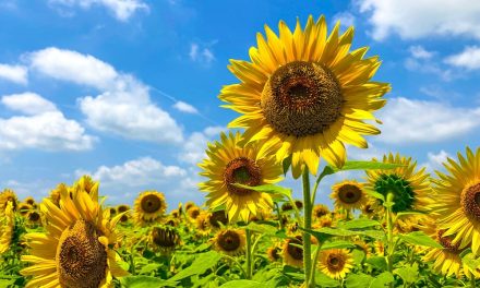 Tanaman Bunga Matahari Keindahan Penuh Makna Dan Manfaat