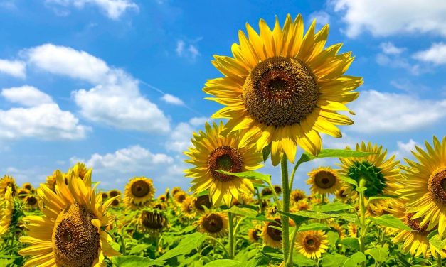 Tanaman Bunga Matahari Keindahan Penuh Makna Dan Manfaat