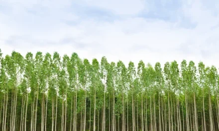 Hutan Eucalyptus Memiliki Kemampuan Menyerap CO2