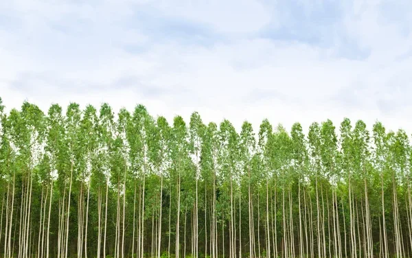 Hutan Eucalyptus Memiliki Kemampuan Menyerap CO2