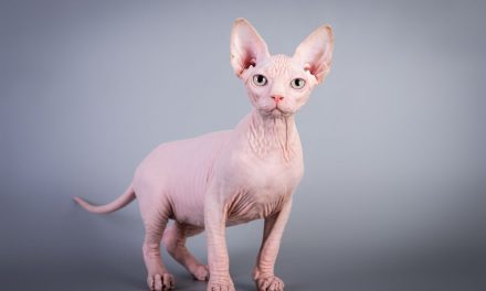 Kucing Sphynx Ras Kucing Unik Dan Paling Langka Di Dunia
