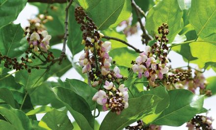 Malapari Pohon Yang Semakin Menarik Perhatian Dunia