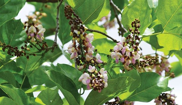 Malapari Pohon Yang Semakin Menarik Perhatian Dunia