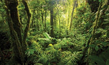 Mengenal Hutan Sekunder, Penyeimbang Alam Pasca Eksploitasi
