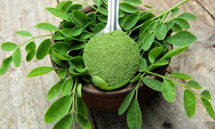 Tanaman Kelor Si Daun Ajaib Penuh Gizi Dan Manfaat