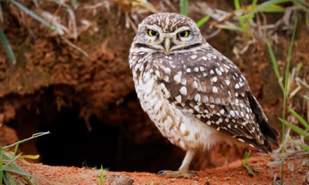 Kecil Tapi Tangguh: Burrowing Owl Melawan Kepunahan