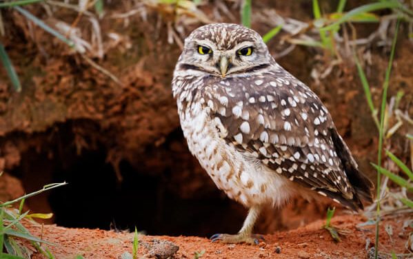 Kecil Tapi Tangguh: Burrowing Owl Melawan Kepunahan