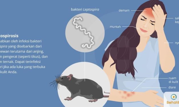 Penyakit Leptospirosis: Kasus Meningkat, Kematian Mengintai