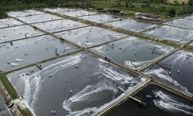 Di Terpa Tarif Tinggi AS, Ekspor Udang RI Bidik Pasar China & Asia