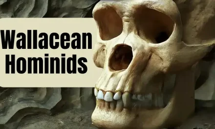 Wallacean Hominids: Jejak Manusia Purba Di Kepulauan Terpencil