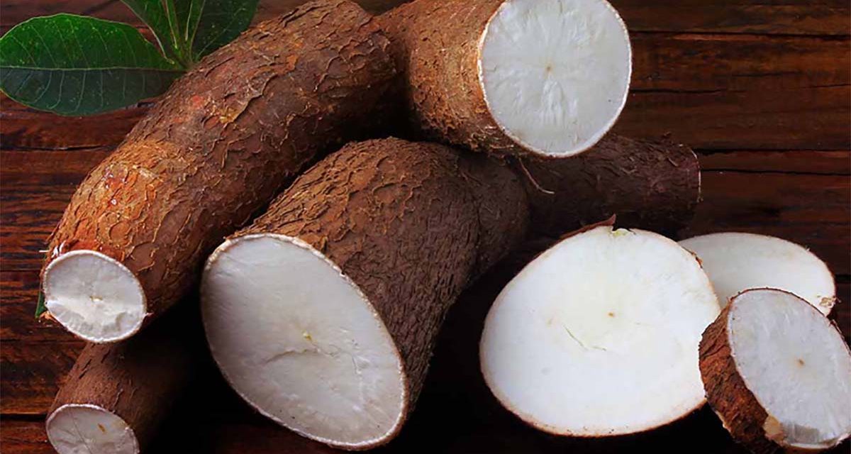 Manfaat Singkong: Menurunkan Kolesterol Tinggi Secara Alami