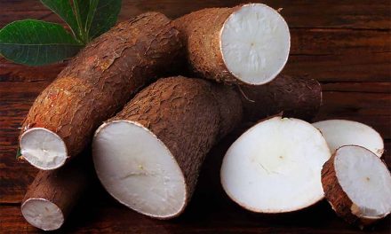 Manfaat Singkong: Menurunkan Kolesterol Tinggi Secara Alami