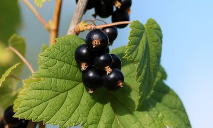 Blackcurrant: Superfood Mini Yang Bisa Jaga Jantung, Kulit & Mata