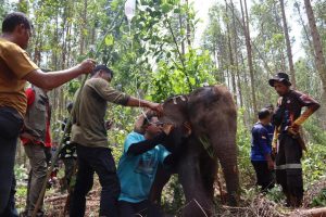 Tim BBKSDA Riau Evakuasi Anak Gajah Liar Yang Terjerat Nilon