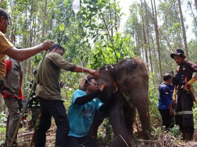 Tim BBKSDA Riau Evakuasi Anak Gajah Liar Yang Terjerat Nilon