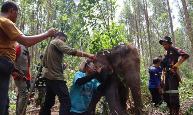Tim BBKSDA Riau Evakuasi Anak Gajah Liar Yang Terjerat Nilon