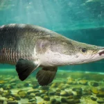 Arapaima Gigas: Sang Raksasa Purba dari Jantung Amazon
