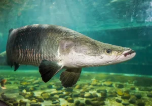 Arapaima Gigas: Sang Raksasa Purba dari Jantung Amazon