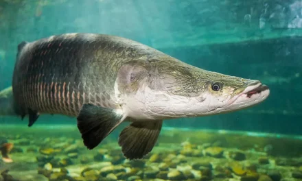 Arapaima Gigas: Sang Raksasa Purba dari Jantung Amazon