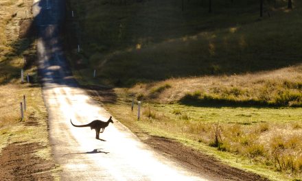 Kangguru: Sang Penjelajah Berkantung dari Negeri Kangguru