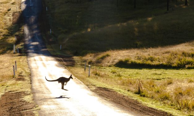 Kangguru: Sang Penjelajah Berkantung dari Negeri Kangguru