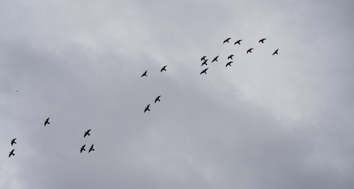 Kicau Burung: Terapi Alami Buat Mental Yang Lelah