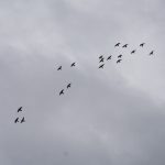 Kicau Burung: Terapi Alami Buat Mental Yang Lelah