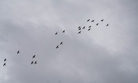 Kicau Burung: Terapi Alami Buat Mental Yang Lelah