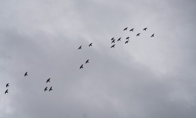 Kicau Burung: Terapi Alami Buat Mental Yang Lelah