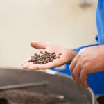 Darurat Kopi! Harga Bakal Naik Drastis Tahun Ini