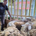 Pakan Dari Limbah Nyamplung, Ampuh Tekan Emisi!