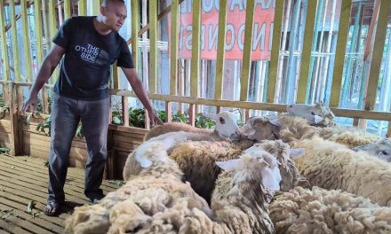 Pakan Dari Limbah Nyamplung, Ampuh Tekan Emisi!