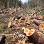 Hutan Gundul, Nyamuk “Ngamuk”: Pesan Menohok Pakar IPB