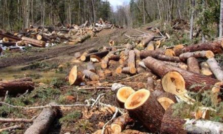 Hutan Gundul, Nyamuk “Ngamuk”: Pesan Menohok Pakar IPB