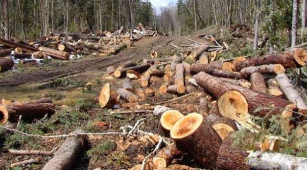 Hutan Gundul, Nyamuk “Ngamuk”: Pesan Menohok Pakar IPB