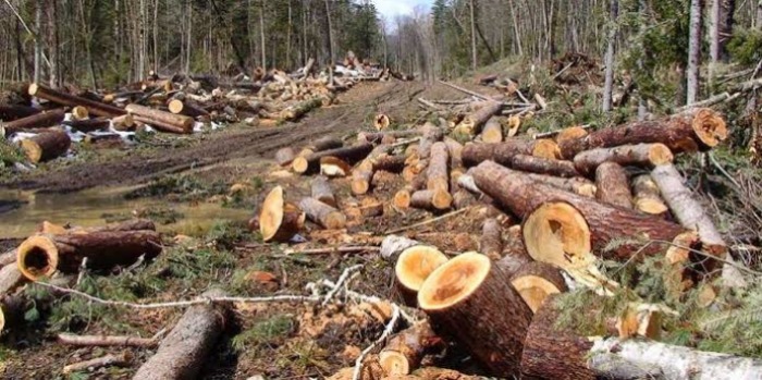 Hutan Gundul, Nyamuk "Ngamuk": Pesan Menohok Pakar IPB